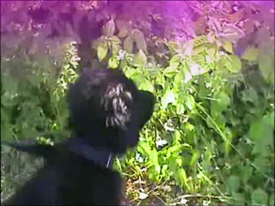 Aragon im Schweriner Zoo - Der ewige Kreis