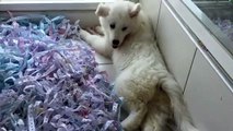 ORJİNAL KAR BEYAZ SAMOYED YAVRUSU