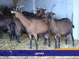 تربية الماعز وتحسين الدخل الفردي في المغرب