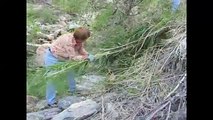 Removing Giant Reed in Sabino Canyon with Tucson Audubon