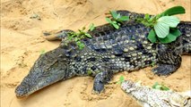 LIVE Fütterung Crocworld Krokodil Zoo Erfurt Thüringen