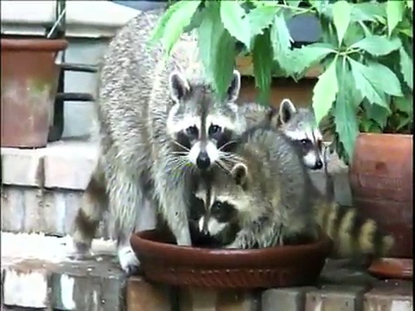 Raccoon Family - Born March 2013