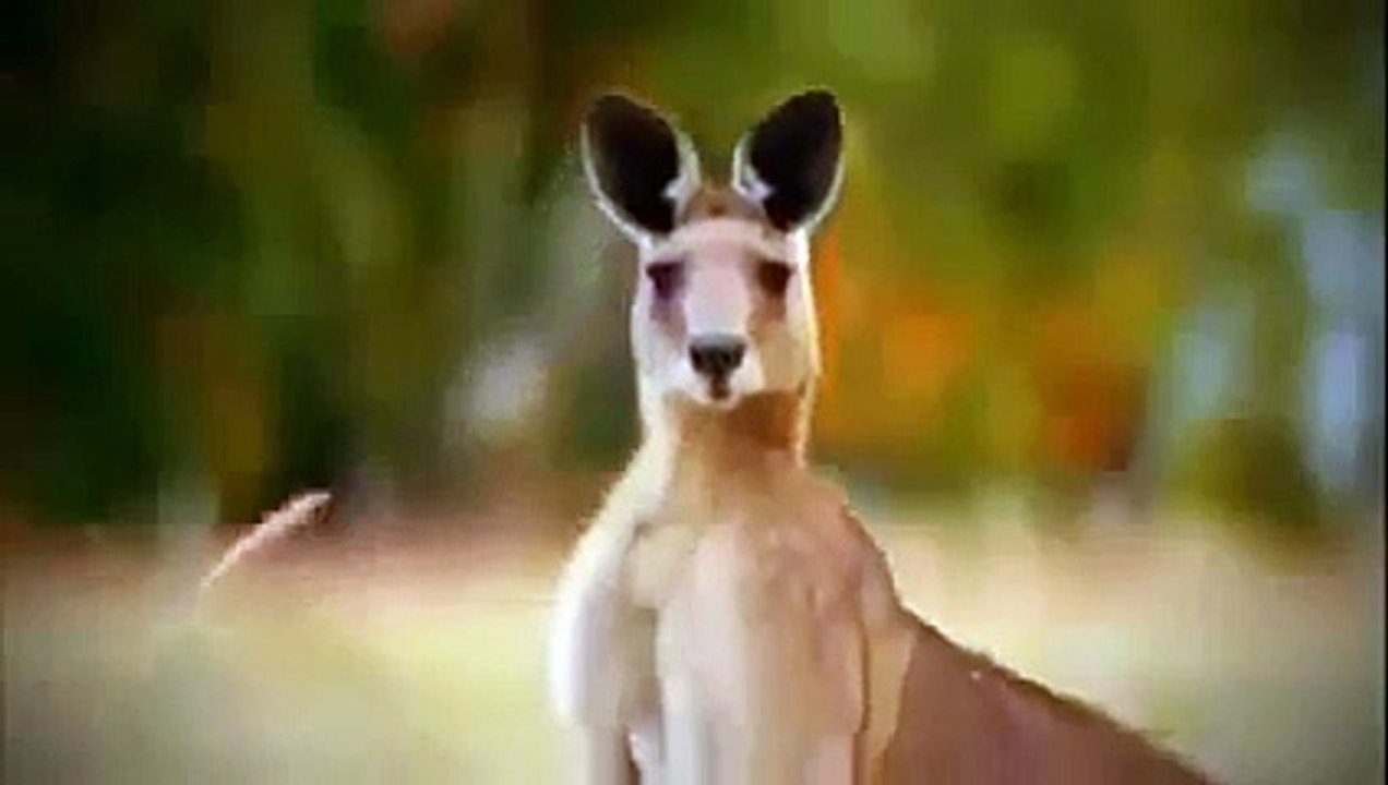 Documentary Film 2015 | Wild Japan Nature, Nat Geo Wild 2015 , National Geographic HD