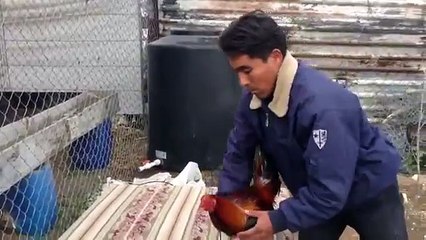 Cómo entrenar a un gallo