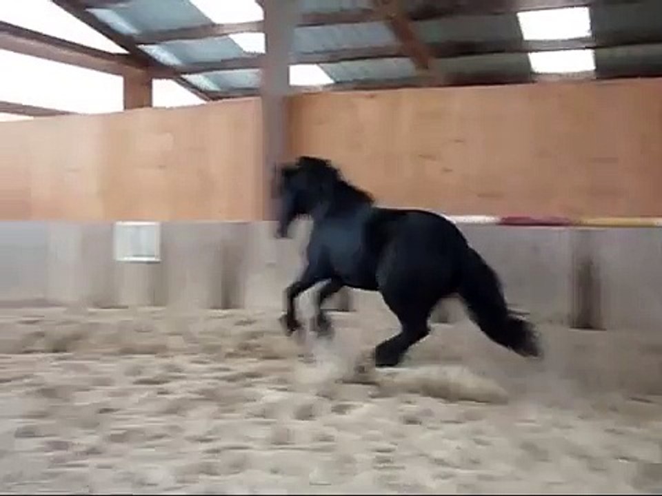 Cheval Frison - Ewold - Perle Noire