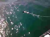the best video  of Great White Shark Cage diving