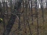 Wisconsin Whitetail Deer rut