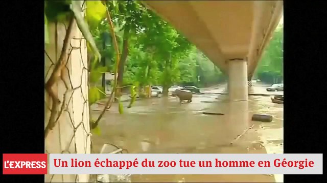 Géorgie: un tigre blanc échappé du zoo a tué un homme