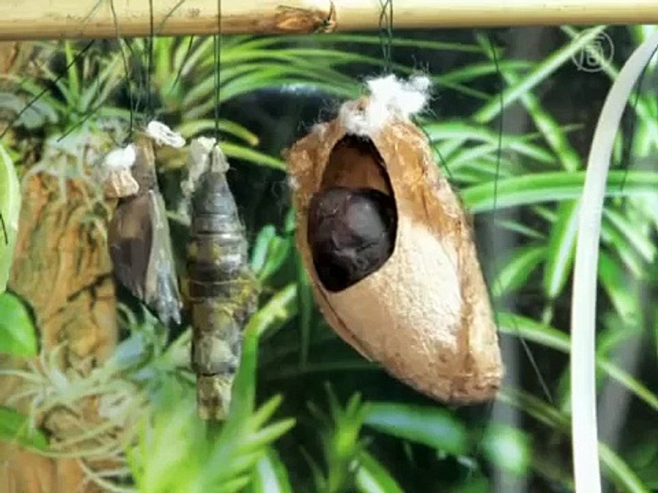 Выставка живых бабочек, ТЦ ДримТаун, Киев, 2010 год