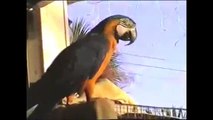 My Funny Blue and Gold  Macaw Gilligan Talking Bird Cape Coral Fl Stupid Pet Tricks