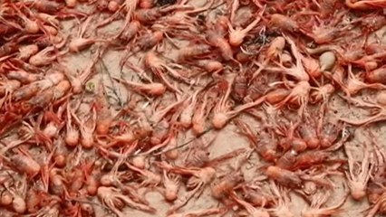 Miles de cangrejos mueren en las playas del sur de California