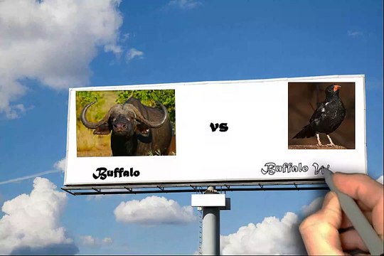 Safari Tours in Kwazulu Natal: ophaqa.com