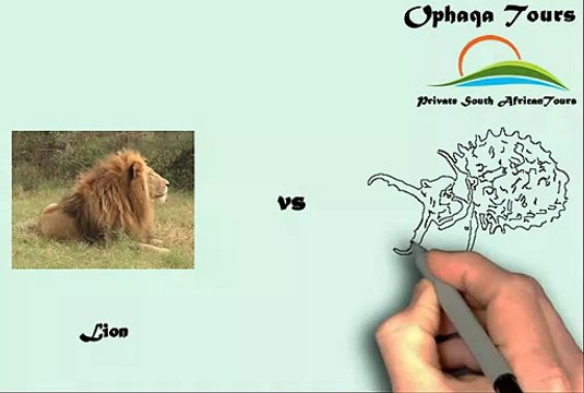 Safari Tours in Kwazulu Natal e-Mail: yvette@ophaqa.com Safari