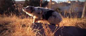 Zoey the Australian Shepherd Blue Merle puppy