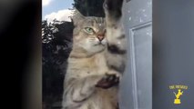 Determined Cat Scratches Door - The Friskies Awards 2014