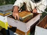 Removing honey from bee hive in Prespa