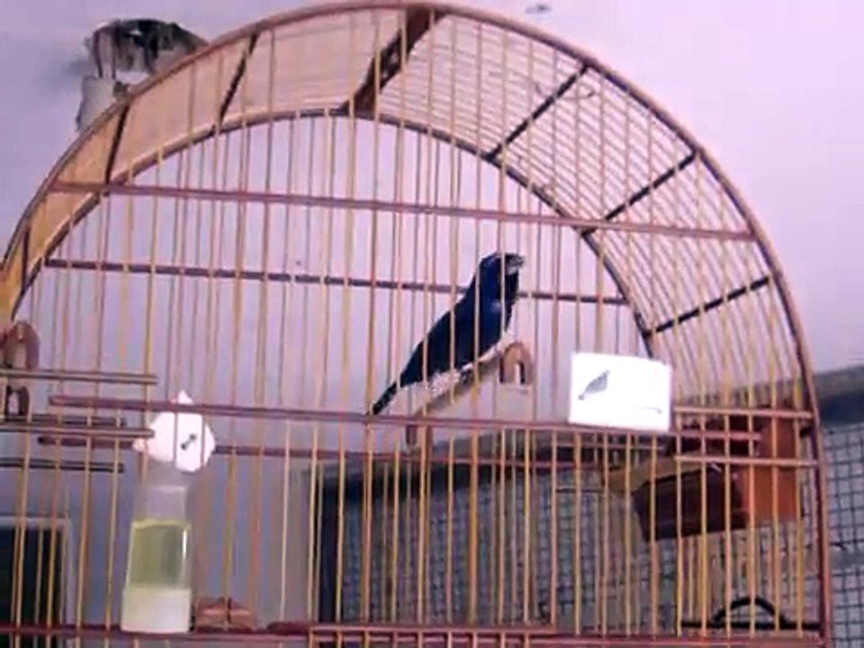 Azulão Cantando Mais de Um Minuto