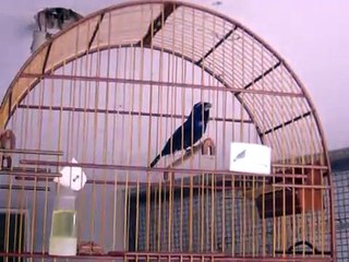 Azulão Cantando Mais de Um Minuto