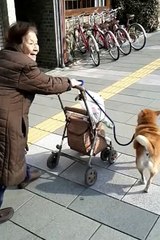 Japanese lady & Akita Dog " Beautiful relationship"