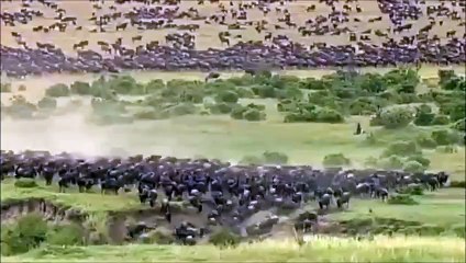 Tek seferde iki kere avlanan leopar