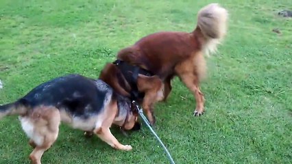 Max & Mimi 2: Portuguese Estrela Mountain Dog & German Shepherd