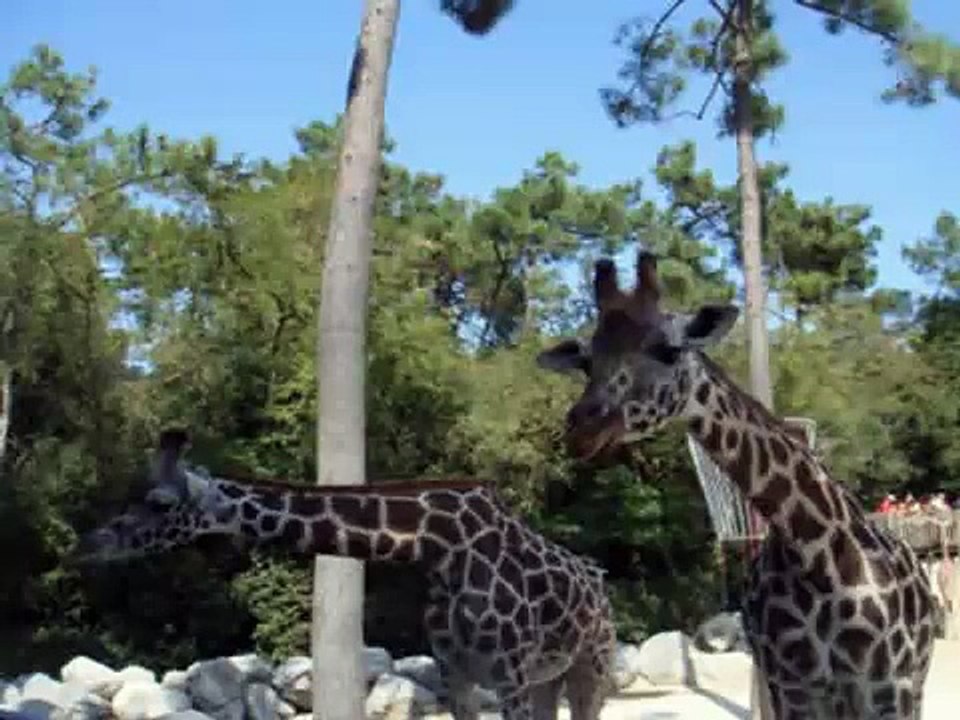 zoo de la palmyre