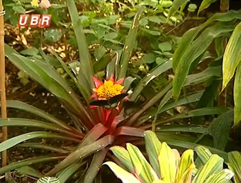 Бизнес живых тропических бабочек, купить +380509586070 - Ася