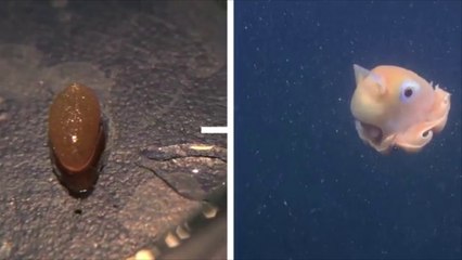 Découverte de la pieuvre la plus mignonne du monde