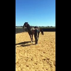 Horse doing the CHA CHA SLIDE!!