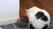 Cat eating with is paws (Chat qui mange avec ces pattes)