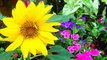 #NoFilter #Sunflower #Flowers #Flower #Beautiful #Pretty #Instagood #Flora #Petals #Petal #Sunshin