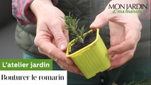 L'atelier jardin : comment bouturer le romarin ?