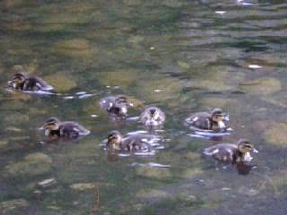 Canards Thur 002