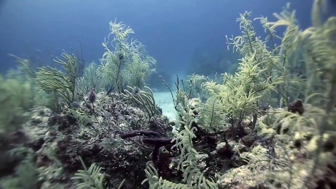 Linden Wolbert Underwater Mermaid Model (Mermaids in Motion)