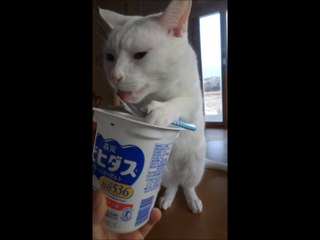 Clever cat uses spoon to eat yogurt