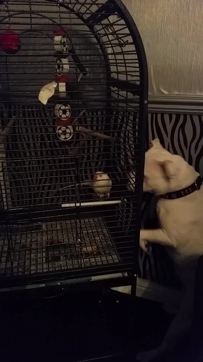 Dog desperately wants to befriend parrot