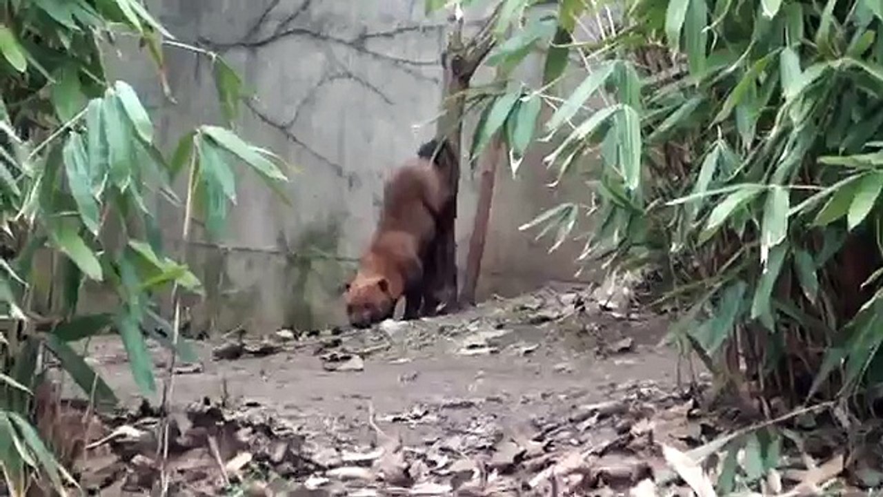 Zoo Stuttgart - Wilhelma: Waldhund markiert sein Revier