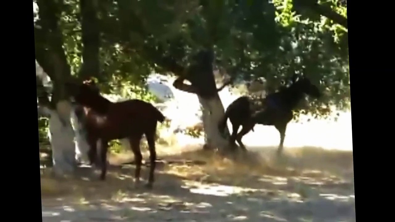 Animal Mating Videos Compilation ✔ - funny animal video - breeding animal 2015 Part 6