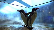 マカロニペンギン　長崎ペンギン水族館（Nagasaki Penguin Aquarium)
