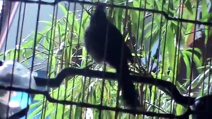 chao mao Trung Mang Boxing cua Duy Hoi An, clip ngay 4 thang 11 nam 2010