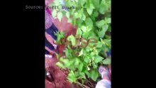 Video of spring - Koffi Nyarko, Pulse TV Uncut