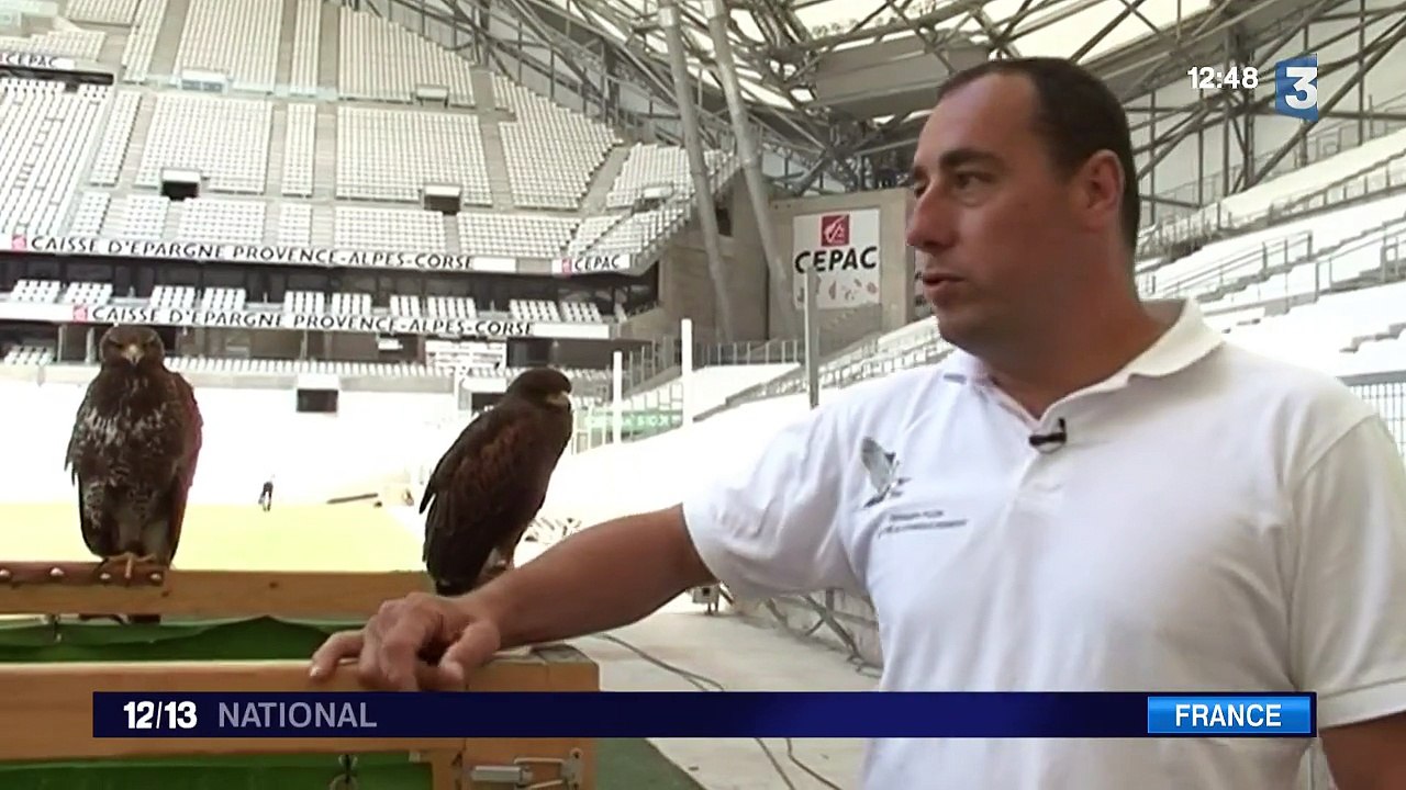 Les rapaces chassent les pigeons du stade Mayol et du Vélodrome