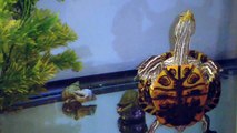 Turtle Burp!  Red Eared Slider Burping and Begging.  The Beggy Dance!