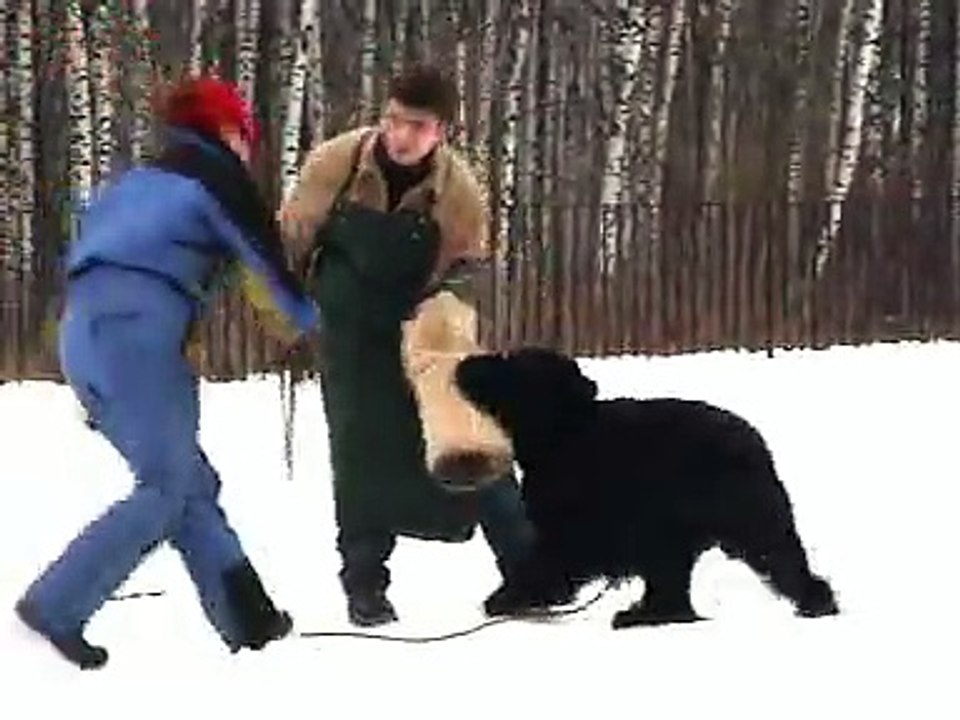Аргус