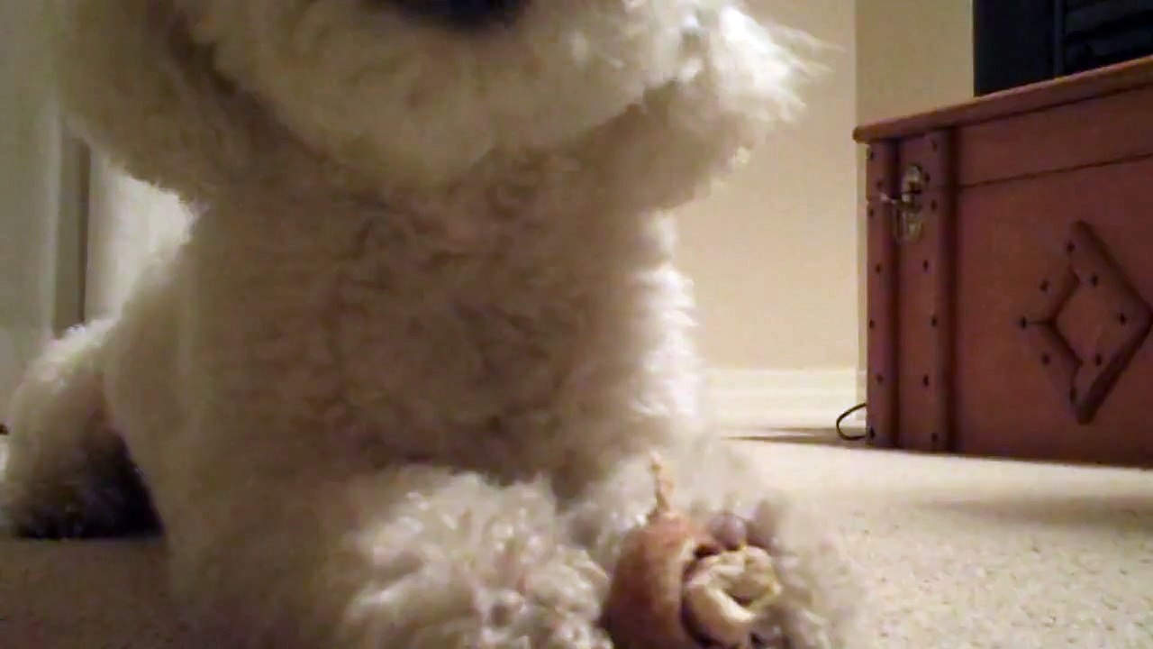 Dog Chewing Bone