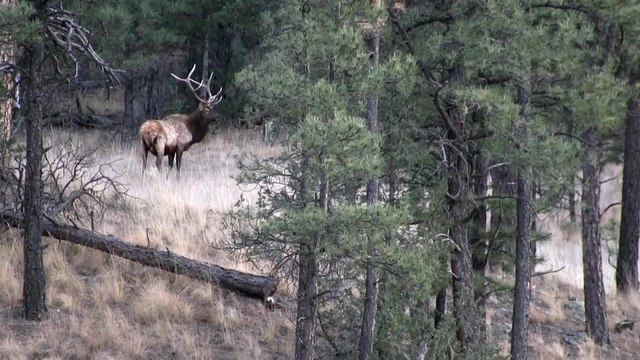Grand Slam Adventures: Buddy's Bull Elk