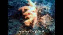Le immersioni nel mare di Mazara del Vallo con Divepro Diving Center
