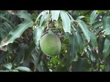 [HD Video] How to Grow a Haden Mango Tree - The Best Tasting Mango