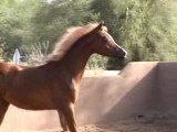 Adoniis - 06 foals