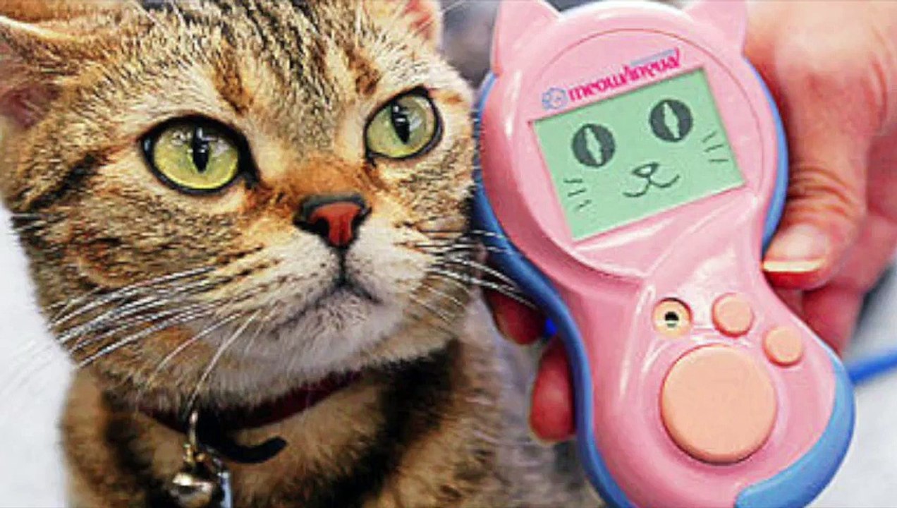 Science : découvrez le premier traducteur chats/humains